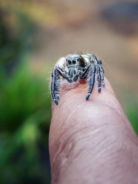 Как правильно обрабатывать место укуса