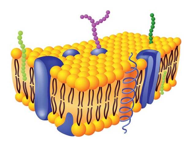 Механизмы взаимодействия мембран с веществами
