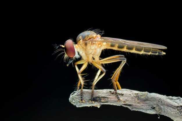 Структура крыльев: форма и особенности