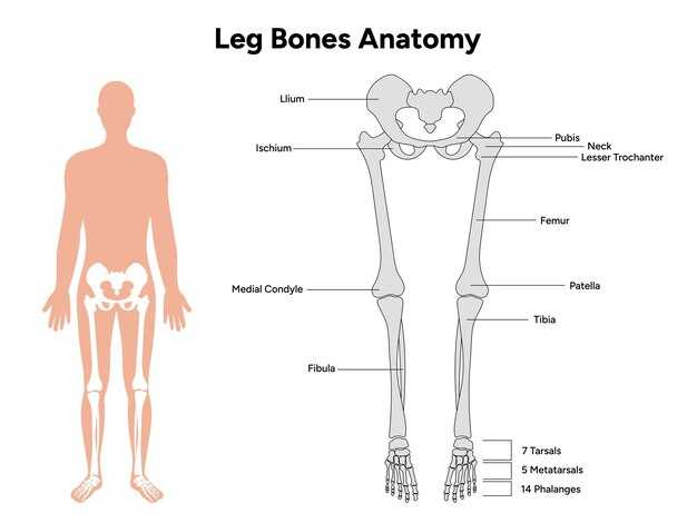 Функция хряща в суставе