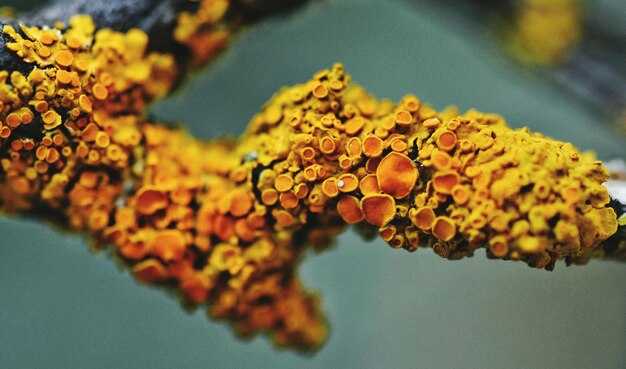 Дополнительные меры поддержки во время лечения стафилококка