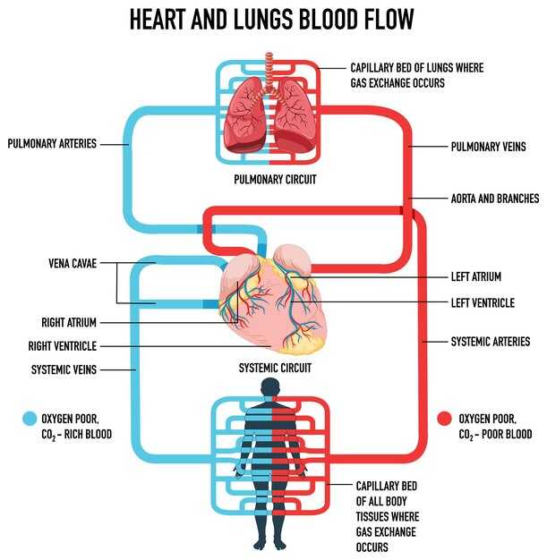 Патологии большого круга: распространенные заболевания