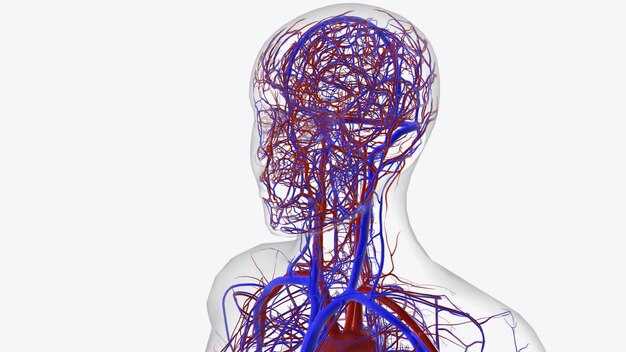 Автономная нервная система как часть периферической системы