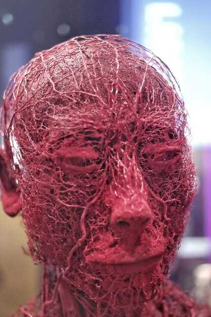 Парасимпатическая система и её влияние на организм