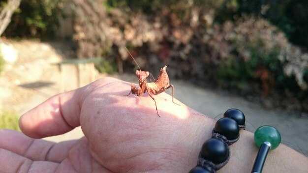 Влияние употребляемой пищи на привлечение комаров