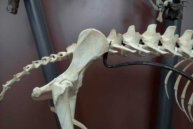 Расположение турецкого седла в черепе