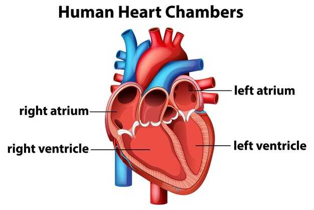 Сторона тела, где находится сердце