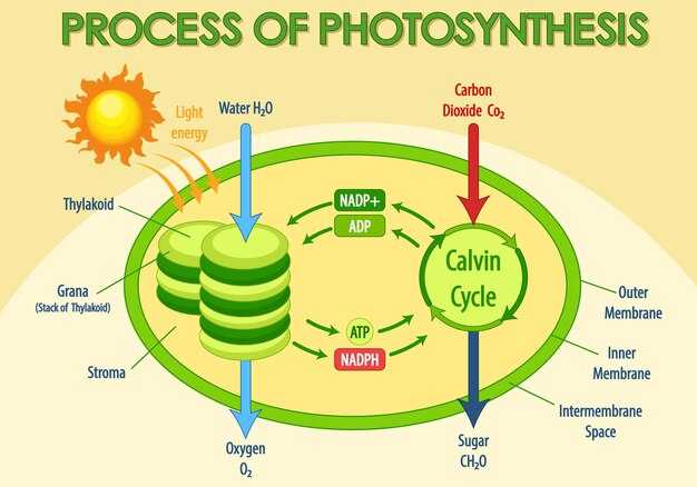 Метаболизм углеводов в митохондриях